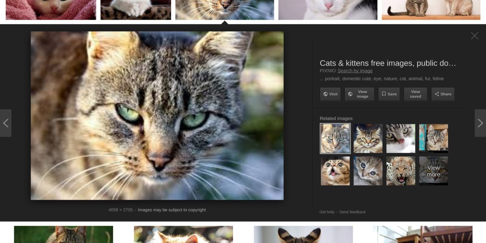 Cats Google Image search