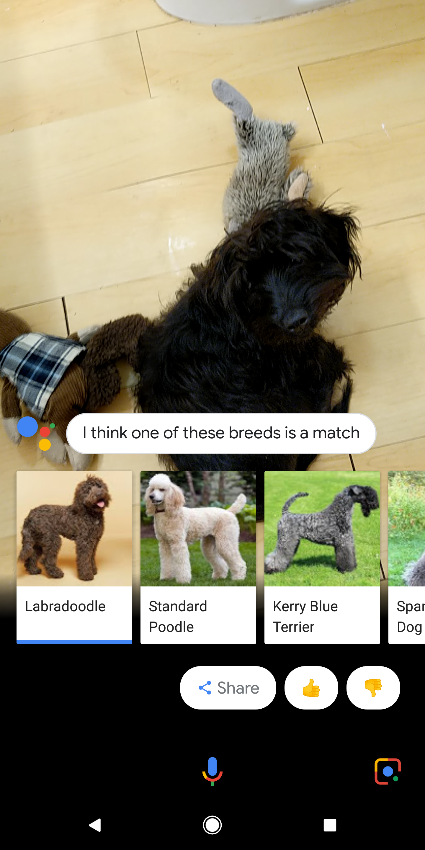 Google Lens in Assistant and Photos can now identify cat and dog breeds