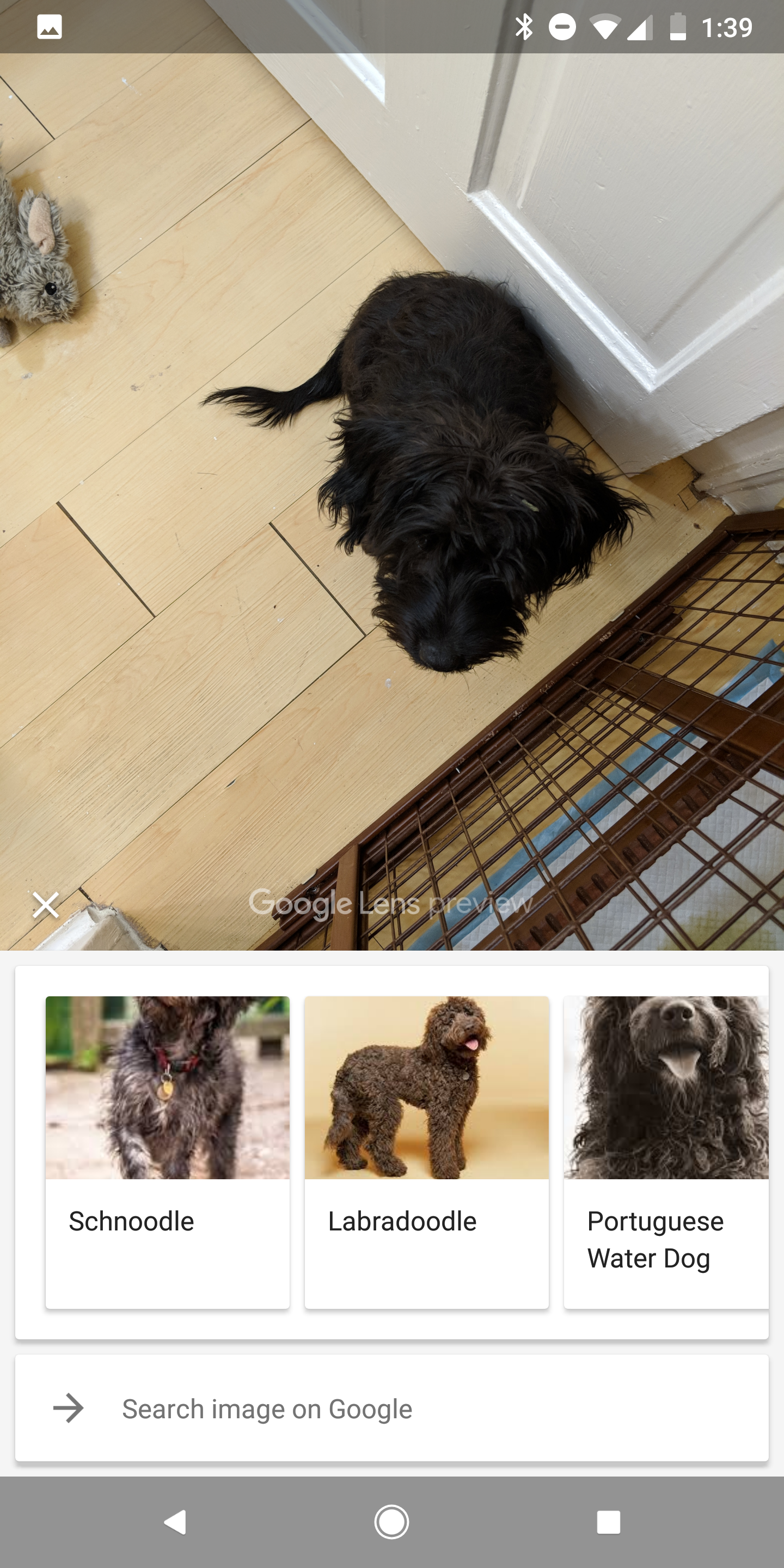 Google Lens in Assistant and Photos can now identify cat and dog breeds