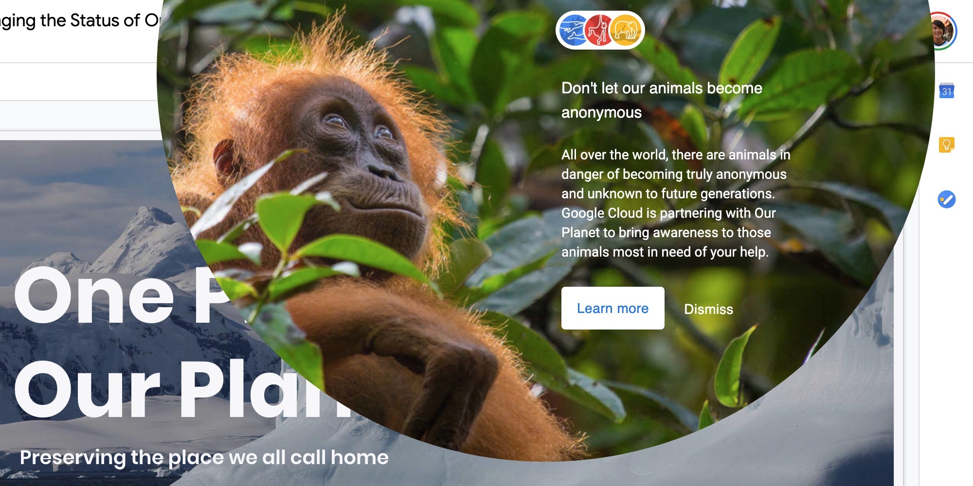 Google Docs endangered animal avatars raise awareness - 9to5Google