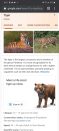 google 3d animals view in your space